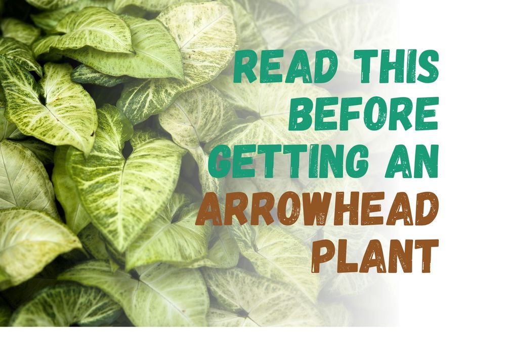 11 Things to Know About Growing and Caring for Arrowhead Plant