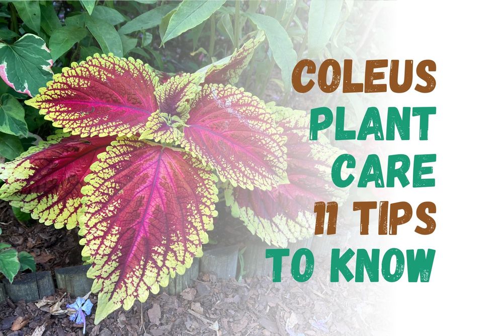 Coleus | 11 Care Tips You Need to Know