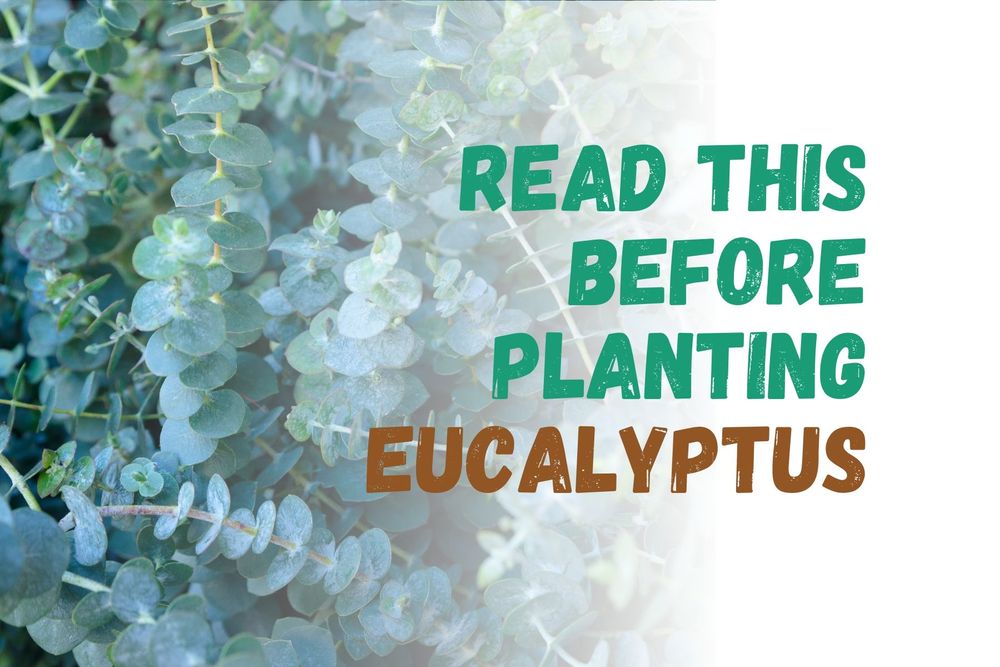 Eucalyptus | 11 Grow and Care Tips You Need to Know