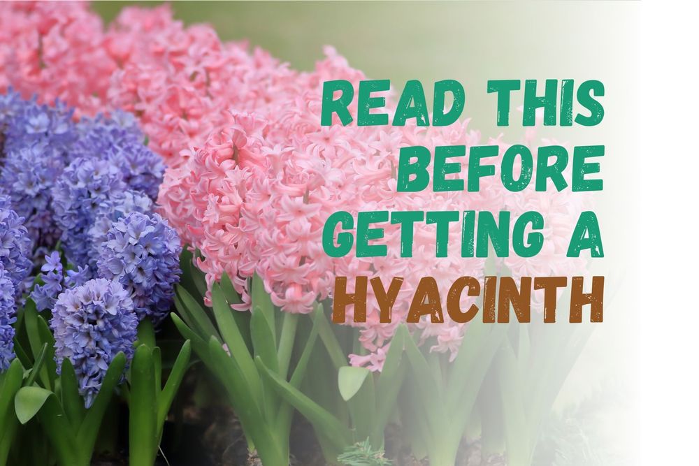 Hyacinth | 12 Grow and Care Tips You Need to Know